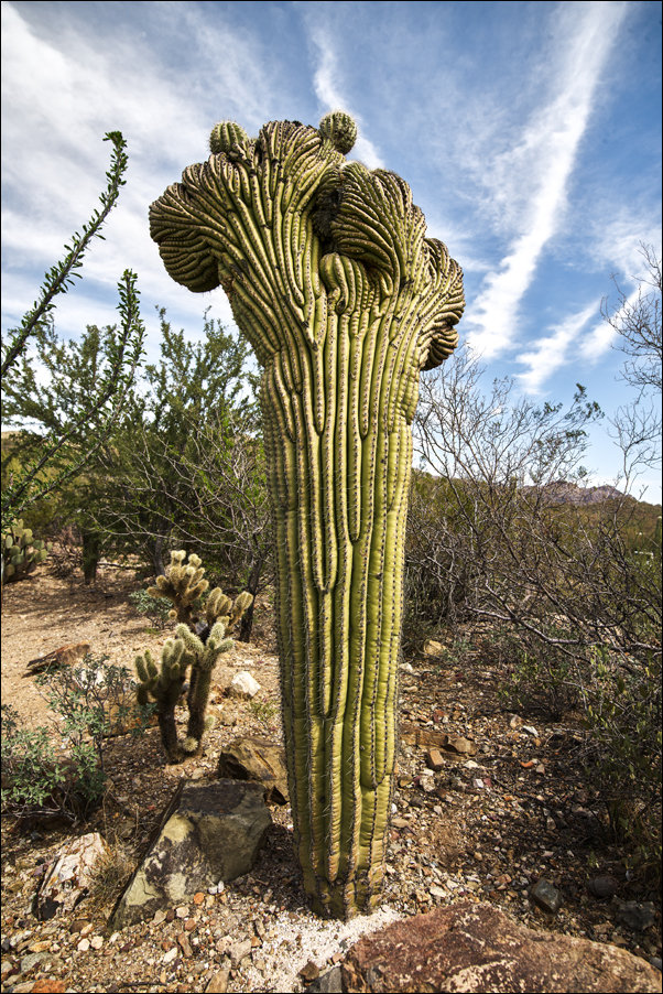 Corn sculpture in Corn Palace, South Dakota Original, Carol Highsmith - plakat 40x60 cm