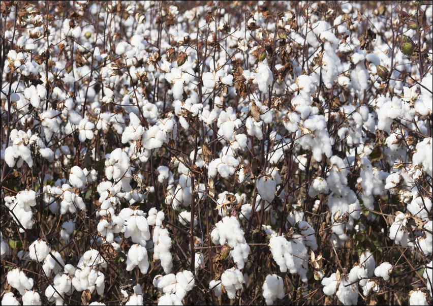 Cotton field in rural Tunica County, Mississippi, Carol Highsmith - plakat 70x50 cm