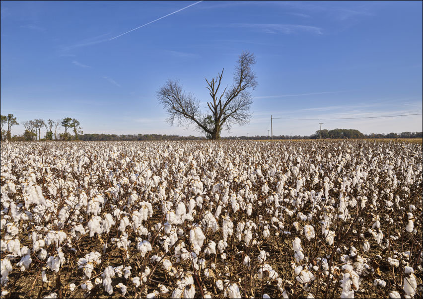 Cotton field ready for picking near Marks, Mississippi., Carol Highsmith - plakat 50x40 cm