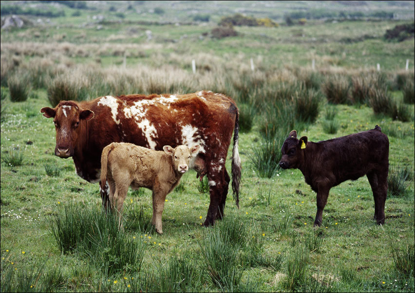 Cow and her calves., Carol Highsmith - plakat 100x70 cm