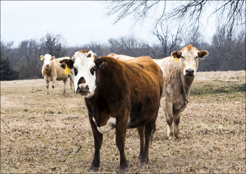 Curious cattle on a ranch in Red River County near Detroit, Texas, Carol Highsmith - plakat 42x29,7 cm