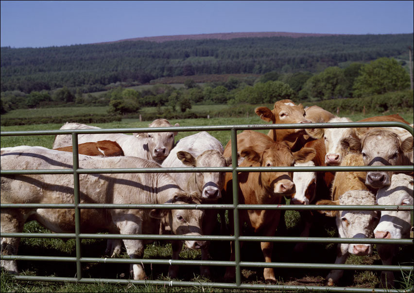 Curious cattle., Carol Highsmith - plakat 100x70 cm