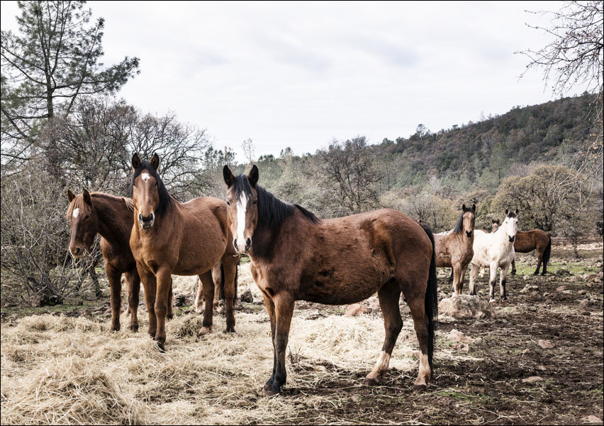 Curious horses on a ranch in Red River County near Detroit, Texas., Carol Highsmith - plakat 59,4x42 cm