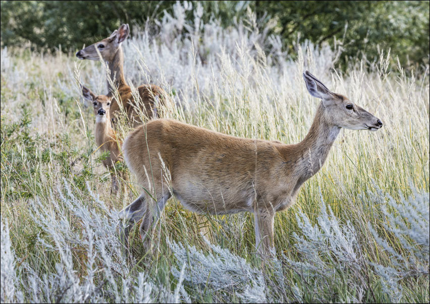 Deer in the tall grass below Devil’s Tower National Monument in Crook County, Wyoming, Carol Highsmith - plakat 40x30 cm