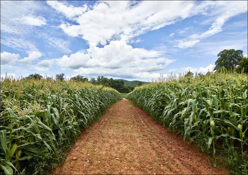 Dirt road beside a cornfield near Clarkesville in Habersham County, Georgia., Carol Highsmith - plakat 70x50 cm