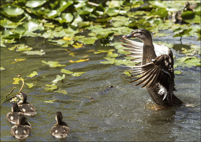 Ducks at the Alligator Adventure in South Carolina, Carol Highsmith - plakat 60x40 cm