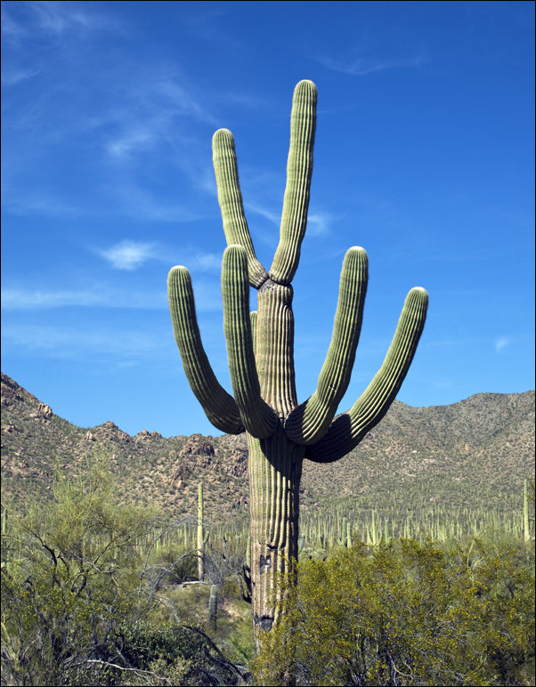 Dusk view of Pennsylvania Avenue, D.C., Carol Highsmith - plakat 61x91,5 cm