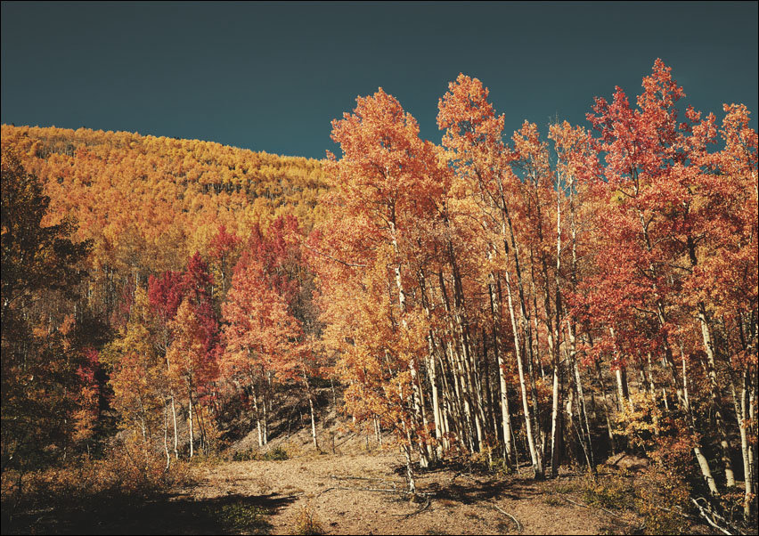 Fall aspens in San Juan County, Colorado USA, Carol Highsmith - plakat 40x30 cm