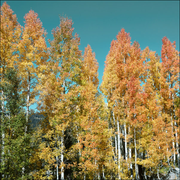 Fall aspens in San Juan County, Colorado USA, Carol Highsmith - plakat 40x40 cm