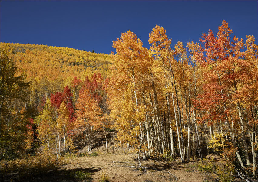 Fall aspens in San Juan County, Colorado USA, Carol Highsmith - plakat 70x50 cm