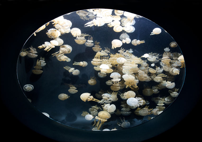 For displaying jellyfish, The Monterey Bay Aquarium uses a Kreisel tank, which creates a circular flow to support and suspend the jellies., Carol High