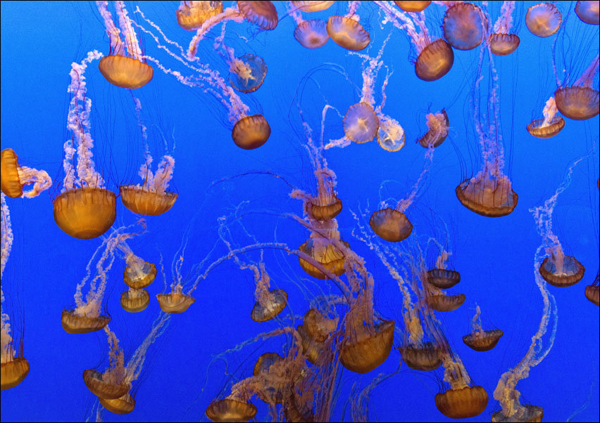 For displaying jellyfish, The Monterey Bay Aquarium uses a Kreisel tank, which creates a circular flow to support and suspend the jellies., Carol High