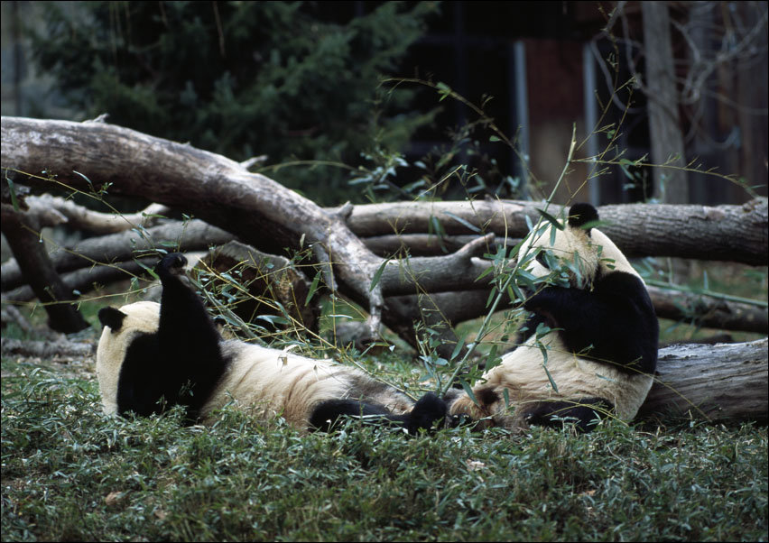 Giant pandas, the star attraction at the Smithsonian Institution’s National Zoo., Carol Highsmith - plakat 100x70 cm