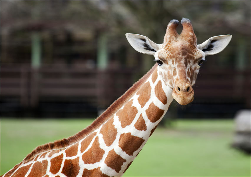 Giraffe at The Montgomery Zoo in Oak Park., Carol Highsmith - plakat 59,4x42 cm