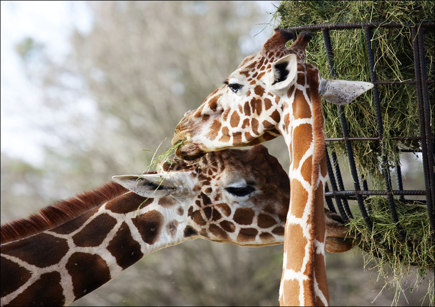 Giraffe couple at The Montgomery Zoo in Oak Park., Carol Highsmith - plakat 100x70 cm