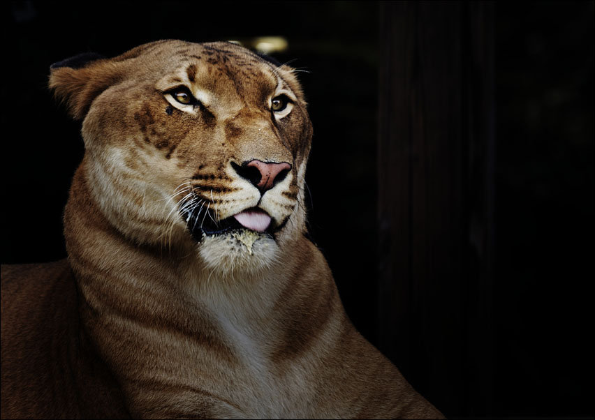Hercules the liger, half lion, half tiger, Carol Highsmith - plakat 50x40 cm