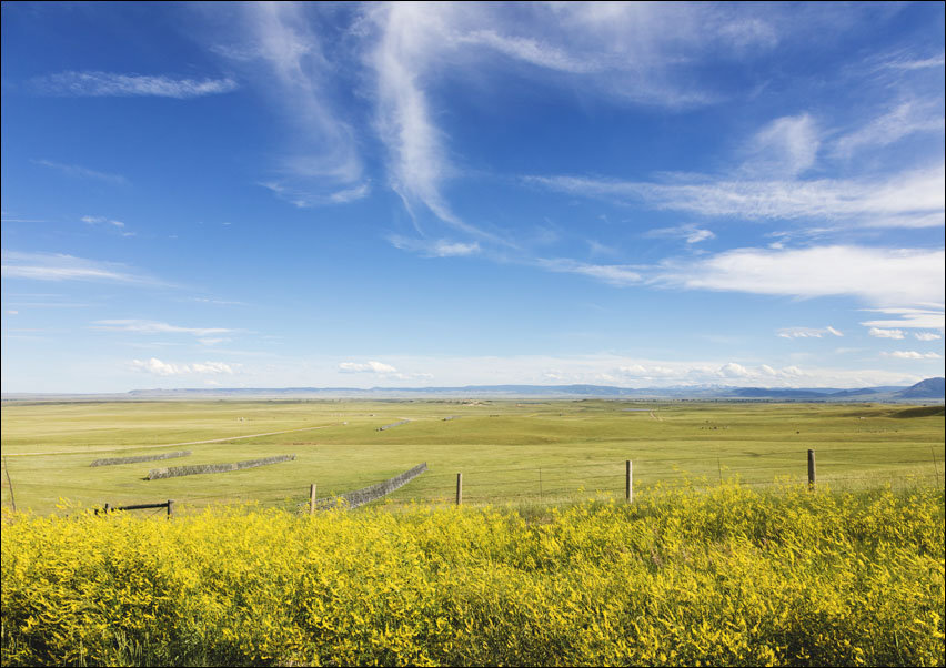 High plains yellow sundrops line the road in the Laramie Plain, a high-plains grassland south of Laramie, Wyoming, Carol Highsmith - plakat 100x70 cm