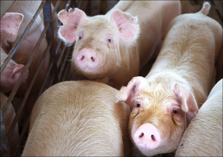 Hogs live out their last days in the 