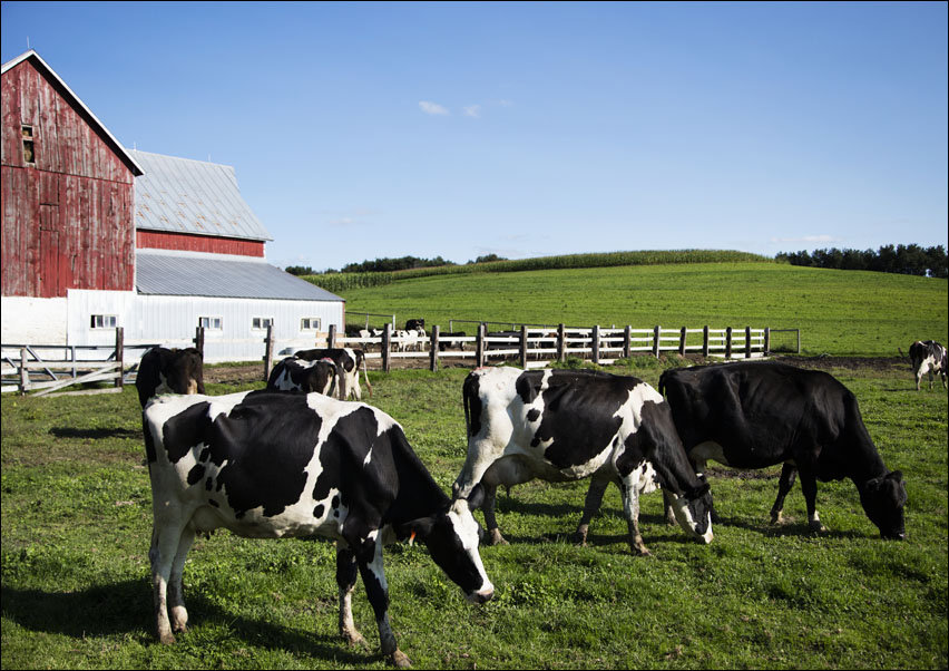 Holstein dairy cows at the Dunnum Family’s Top of the Town dairy farm near Westby in Vernon County, Wisconsin., Carol Highsmith - plakat 100x70 cm
