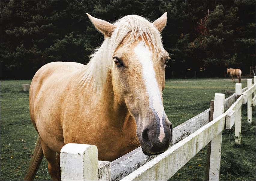 Horse in Orick, California., Carol Highsmith - plakat 59,4x42 cm