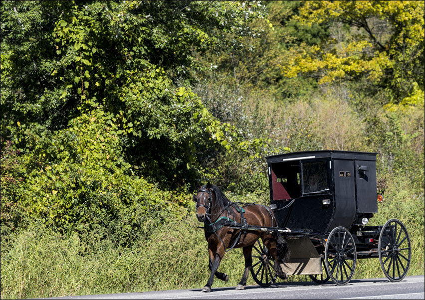 Horse with buggy in Amish country., Carol Highsmith - plakat 42x29,7 cm