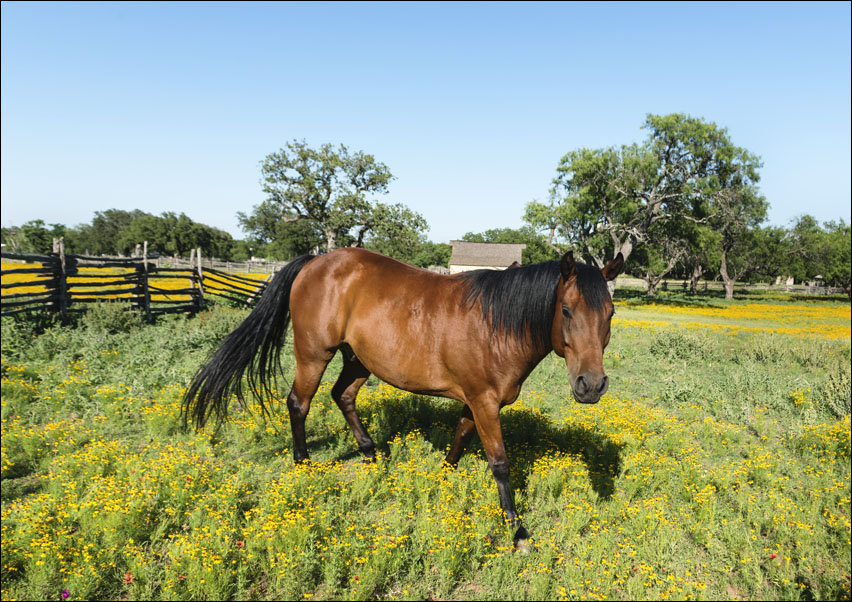 Horse within a lovely meadow in the Lyndon B, Carol Highsmith - plakat 50x40 cm