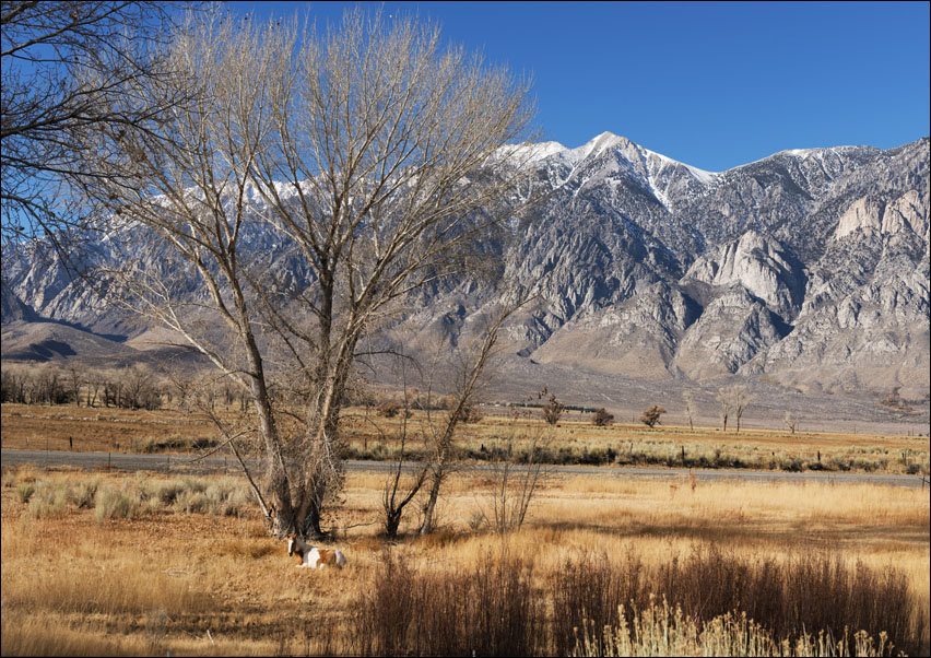 Horses grazing in a meadow, Carol Highsmith - plakat 59,4x42 cm