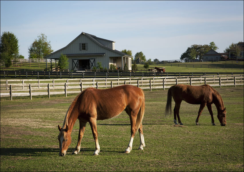 Horses at a ranch in rural Alabama, Carol Highsmith - plakat 100x70 cm