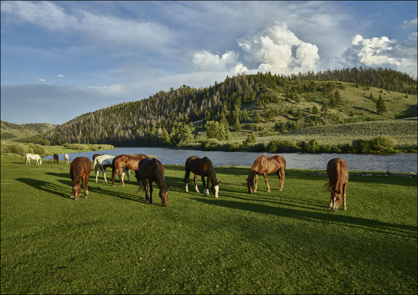 Horses graze in the pasture at the A Bar A guest ranch, near Riverside, Wyoming., Carol Highsmith - plakat 50x40 cm