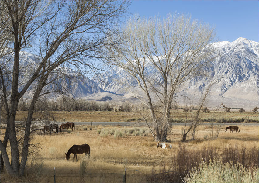 Horses grazing, Carol Highsmith - plakat 91,5x61 cm
