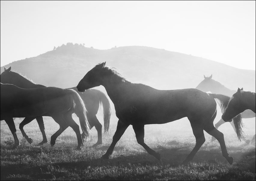 Horses head for the corral in the daily roundup of horses, Riverside, Wyoming, Carol Highsmith - plakat 50x40 cm