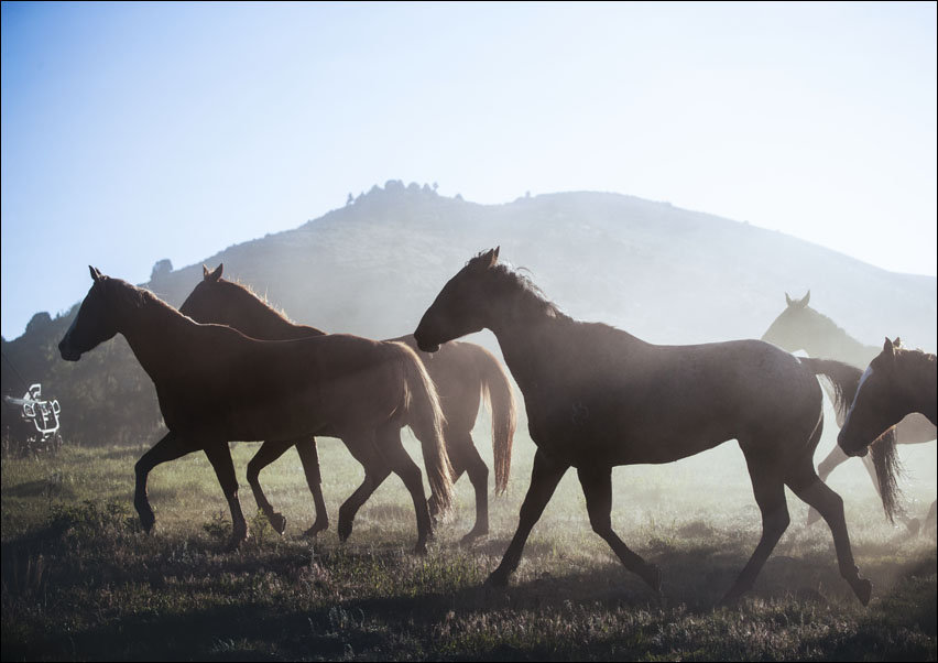 Horses head for the corral in the daily roundup of horses, Riverside, Wyoming., Carol Highsmith - plakat 40x30 cm