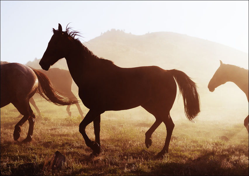 Horses head for the corral in the daily roundup of horses, Riverside, Wyoming., Carol Highsmith - plakat 91,5x61 cm