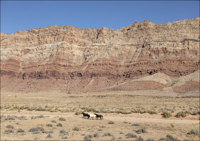 Horses running, Carol Highsmith - plakat 70x50 cm
