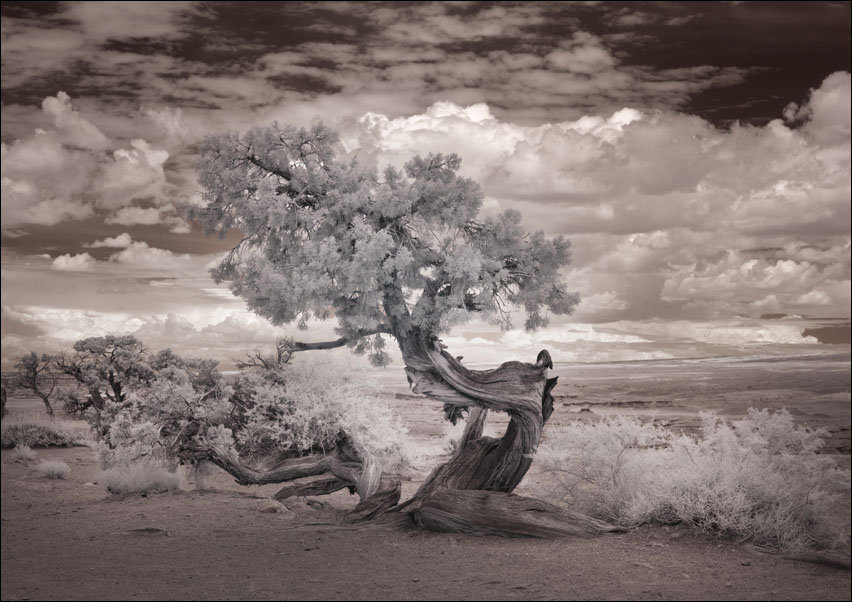 Infrared view of a twisted tree in the desert near the Salton Sea., Carol Highsmith - plakat 50x40 cm