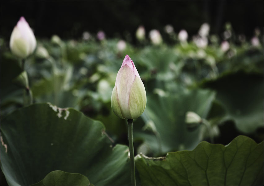 Kenilworth Park and Aquatic Gardens is also known as Anacostia Park., Carol Highsmith - plakat 84,1x59,4 cm