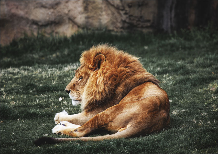 Lions at The Montgomery Zoo in Oak Park, Carol Highsmith - plakat 42x29,7 cm