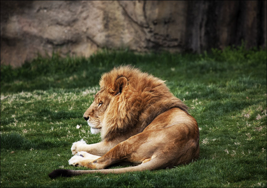 Lions at The Montgomery Zoo in Oak Park., Carol Highsmith - plakat 100x70 cm