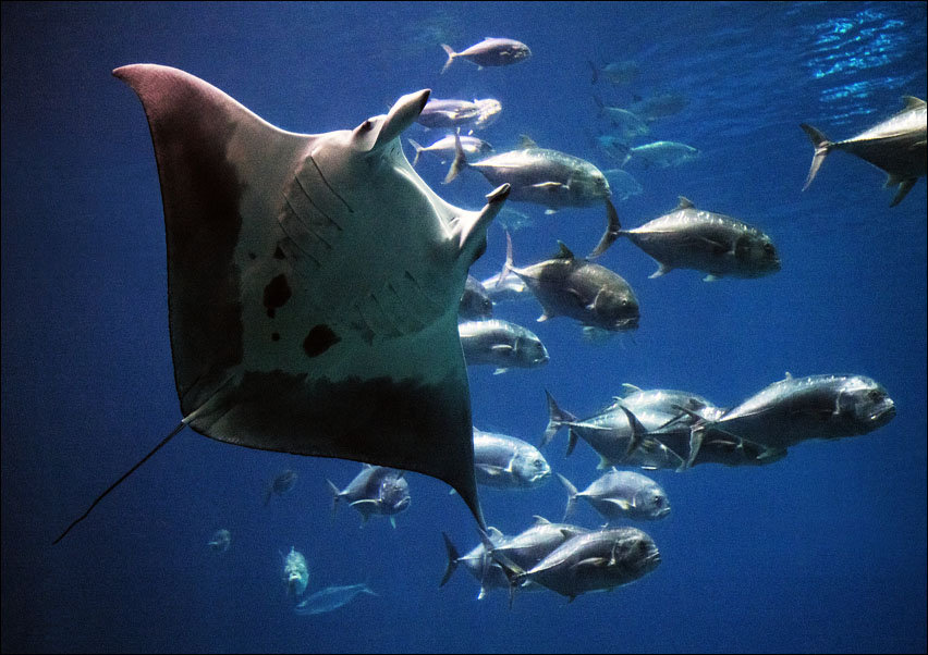 Living exhibit at the Georgia Aquarium in Atlanta, Carol Highsmith - plakat 50x40 cm