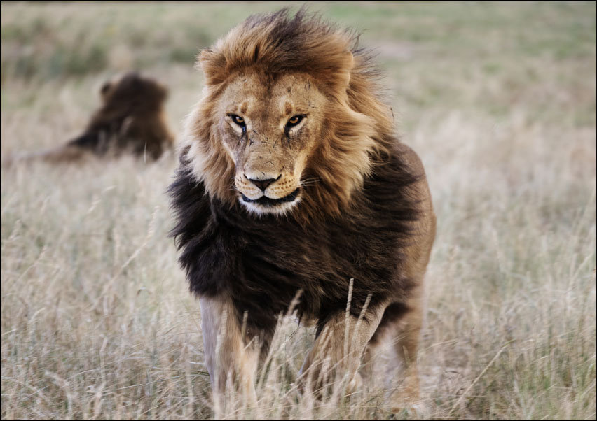 Lions in the grass at the Wild Animal Sanctuary near Keenesburg, Colorado., Carol Highsmith - plakat 100x70 cm
