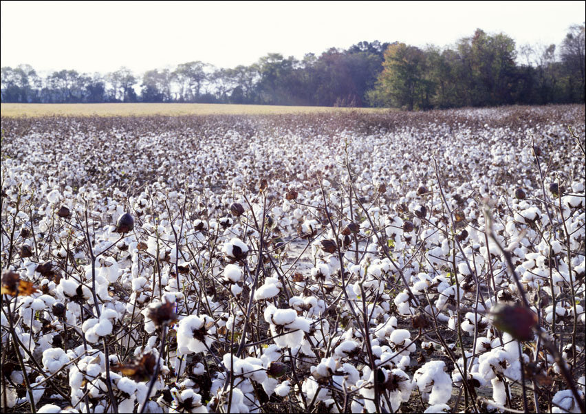 North Carolina cotton field., Carol Highsmith - plakat 29,7x21 cm