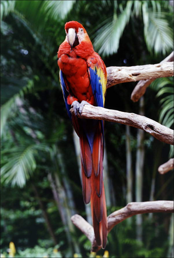 Parrot at the Parrot Jungle and Gardens, south of Miam, Carol Highsmith - plakat 20x30 cm
