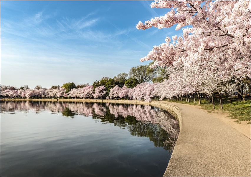 Path along the Potomac River Tidal Basin during Washington’s spring Cherry Blossom Festival., Carol Highsmith - plakat 100x70 cm