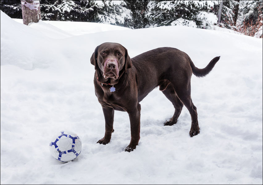 Puka the chocolate lab, in Aspen, Colorado., Carol Highsmith - plakat 70x50 cm