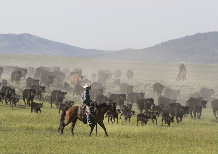 Ranch manager Mark Dunning oversees a roundup at the Big Creek cattle ranch near the Colorado border in Carbon County, Wyoming., Carol Highsmith - pla