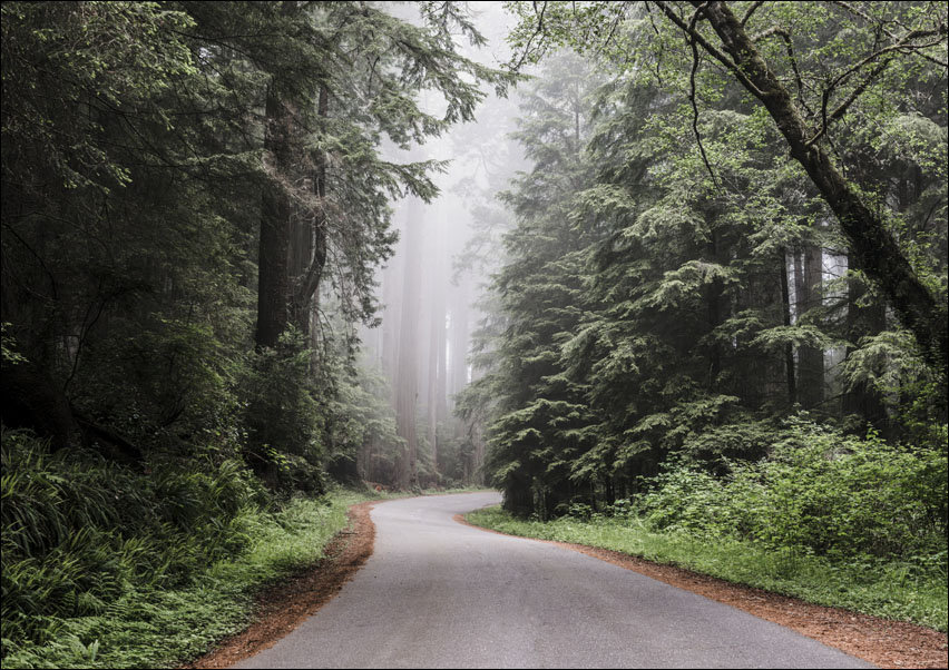 Redwood National and State Park on U.S. 101 in Northern California., Carol Highsmith - plakat 29,7x21 cm