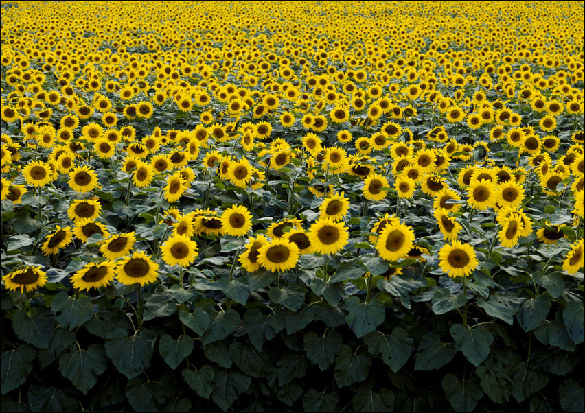 Sunflowers in a Wisconsin field., Carol Highsmith - plakat 29,7x21 cm
