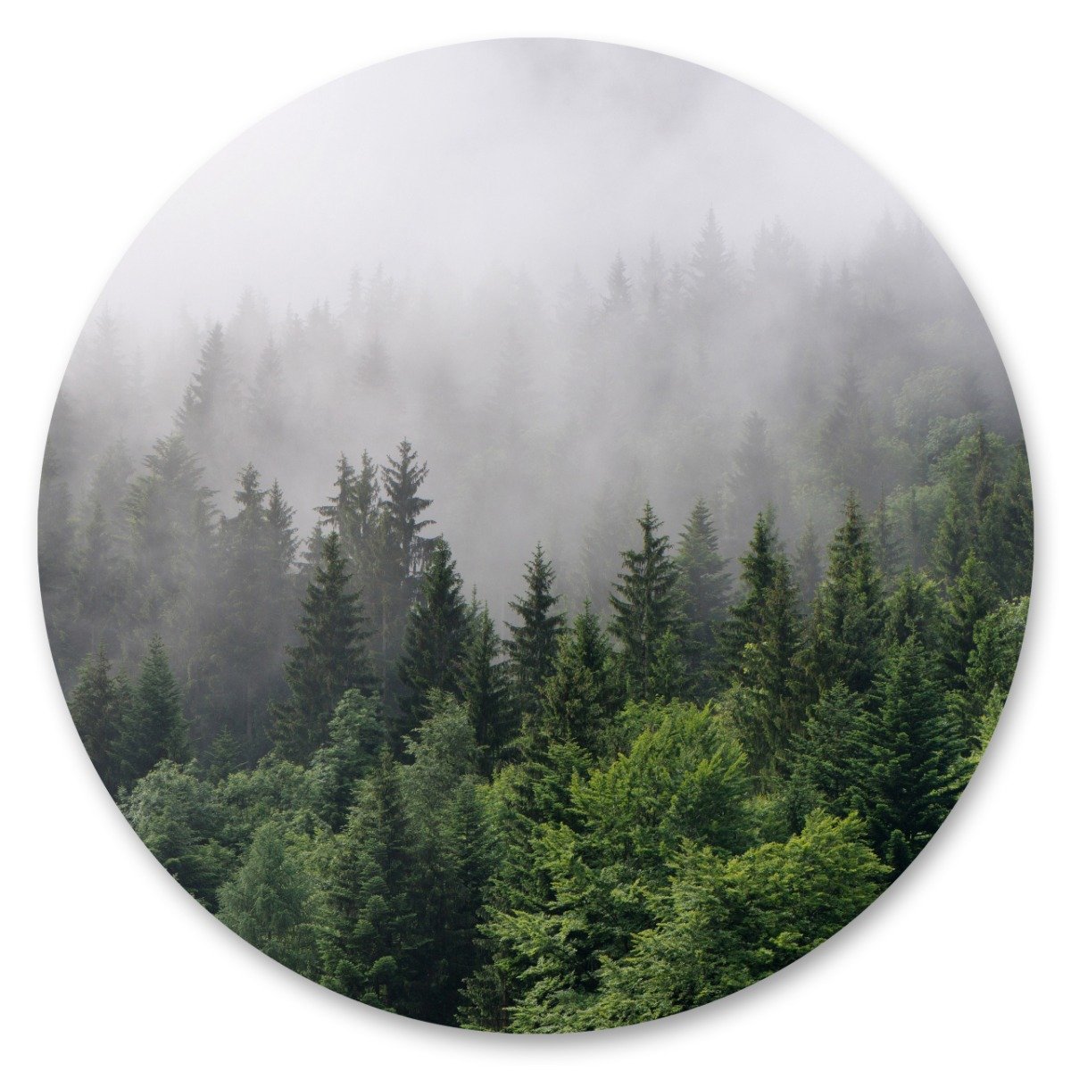 Naklejka Drzewa We Mgle Pejzaż 3D Koło Las Dekoracja Natura 100Cm X 100Cm