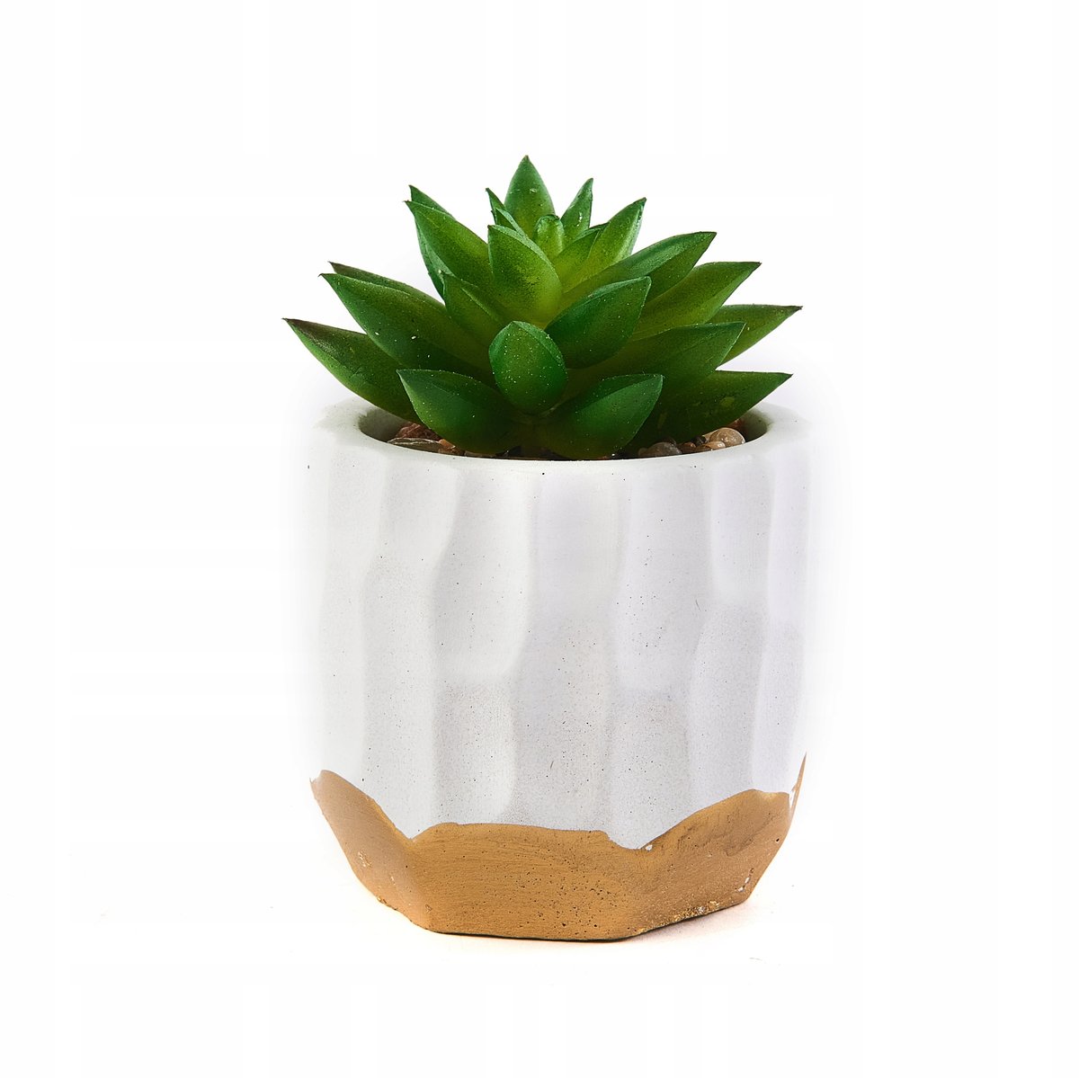 Sukulent W Białej Doniczce Roślina Różne Wzory