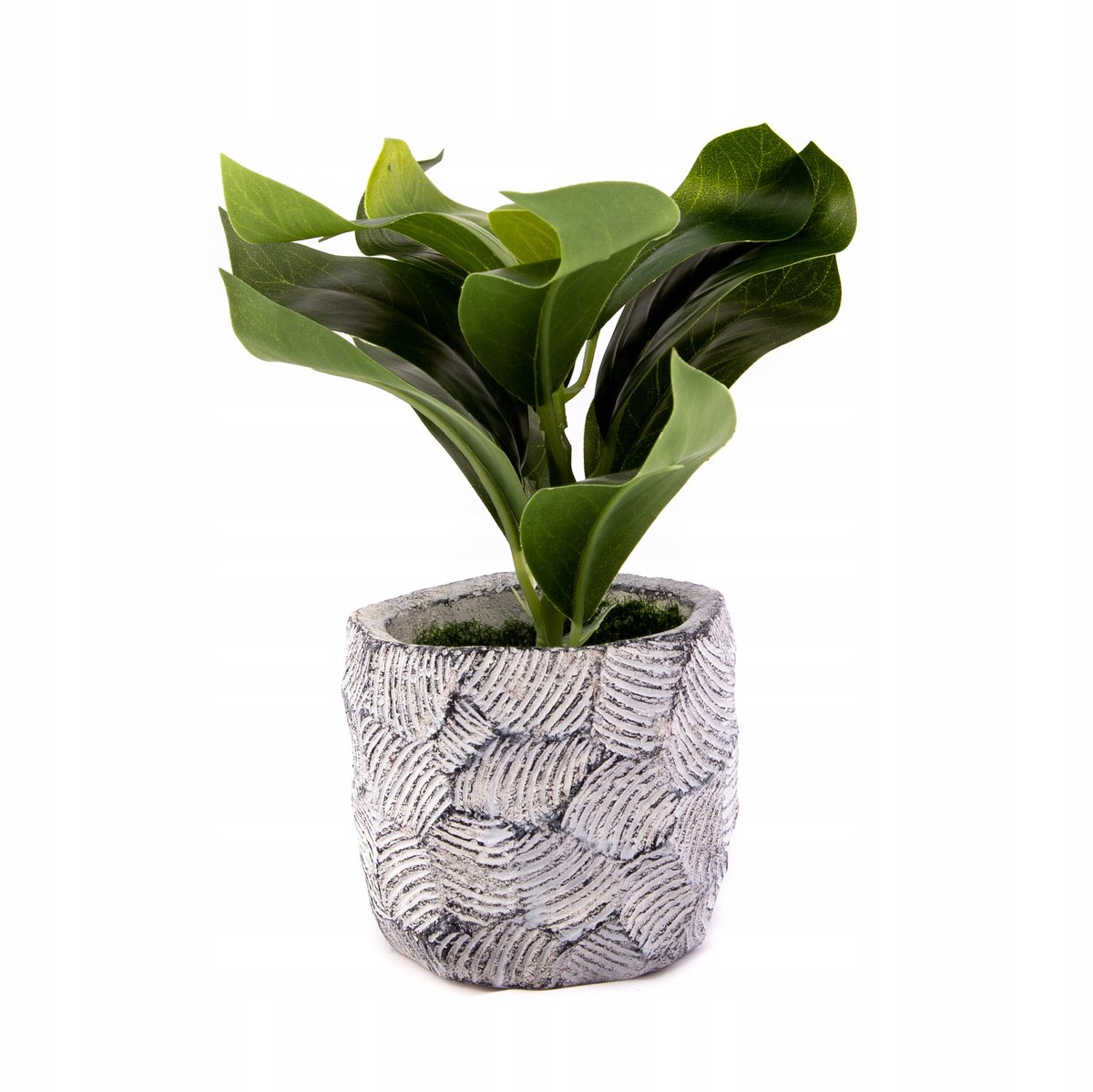 Zielona Roślina Liściasta W Doniczce Różne Wzory